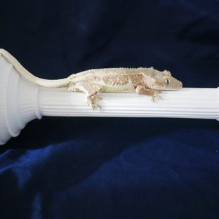 Lilly White