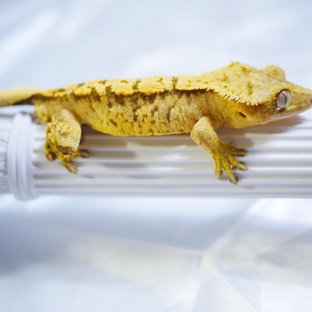 Normal Tri Extreme Harlequin