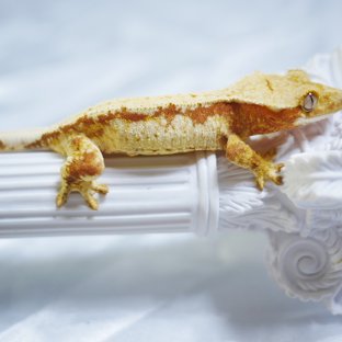 Normal Tri Drippy White Spot