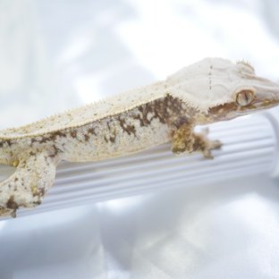 Normal Drippy White Pin