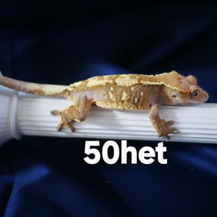 Sable Drippy White Porthole