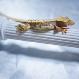 Lilly 100% Het Axanthic