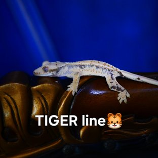 Normal Tri White Spot Quad Drippy