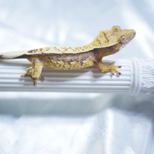 Normal 100% Het Axanthic