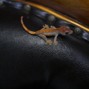 100%헷아잔틱 100%헷초초