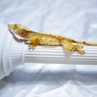 Normal Drippy White Porthole