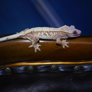 Sable Tangerine Drippy White Spot