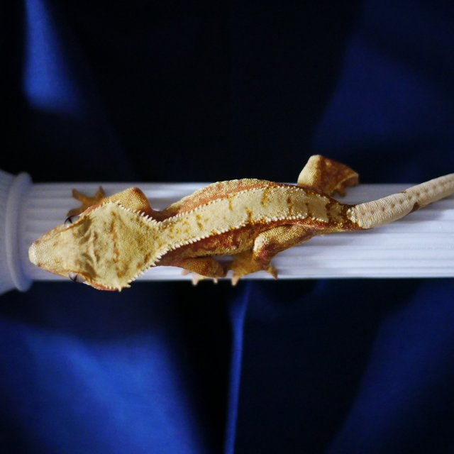 Normal 100% Het Axanthic