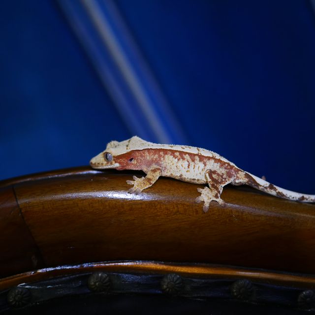 Normal Tri Extreme Harlequin Red