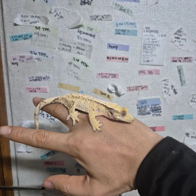 노멀