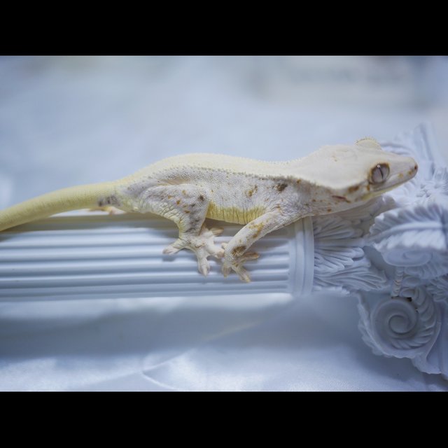 릴리화이트 릴리화이트 솔리드백 솔리드백 화이트 화이트