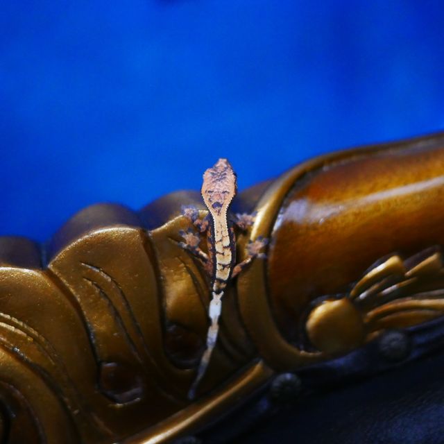 세이블