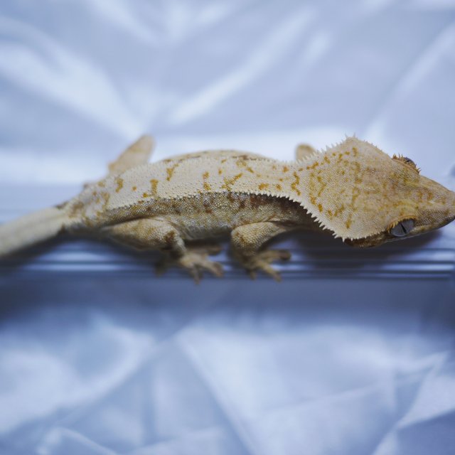 노멀 트라이 타이거