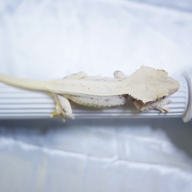 Lilly White Solid Back