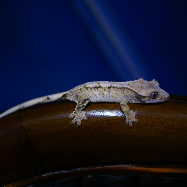 Drippy Tri White Spot Normal