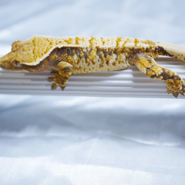 Normal Tri Extreme Harlequin Drippy