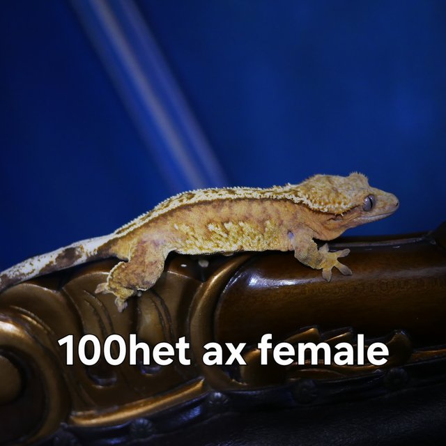 100% Het Axanthic