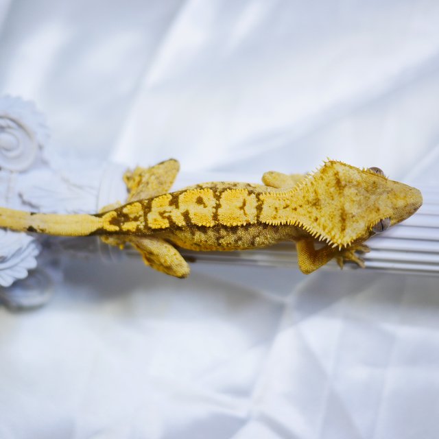 노멀 트라이 익스트림할리퀸