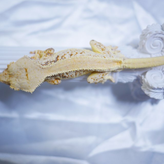 Lilly White Solid Back