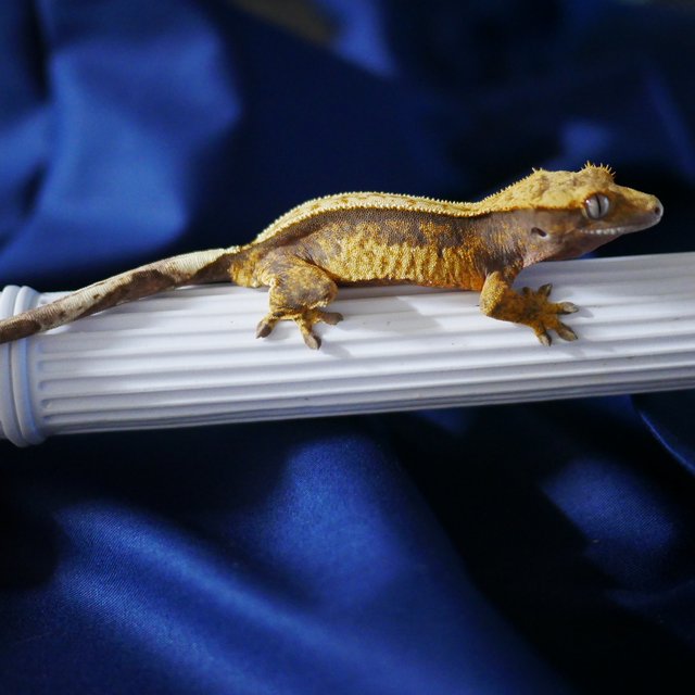 100% Het Axanthic Normal