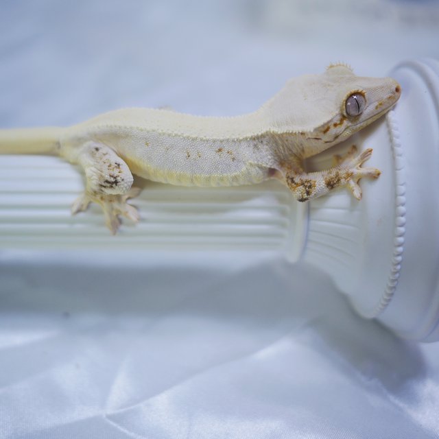 솔리드백 릴리화이트 화이트