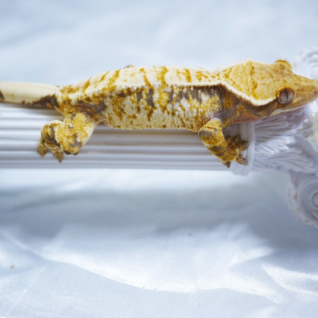 Normal Tri Extreme Harlequin Drippy