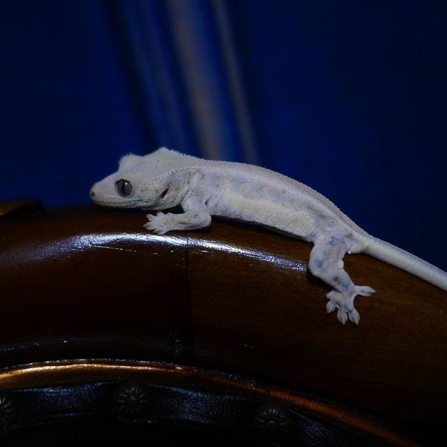 Lilly White