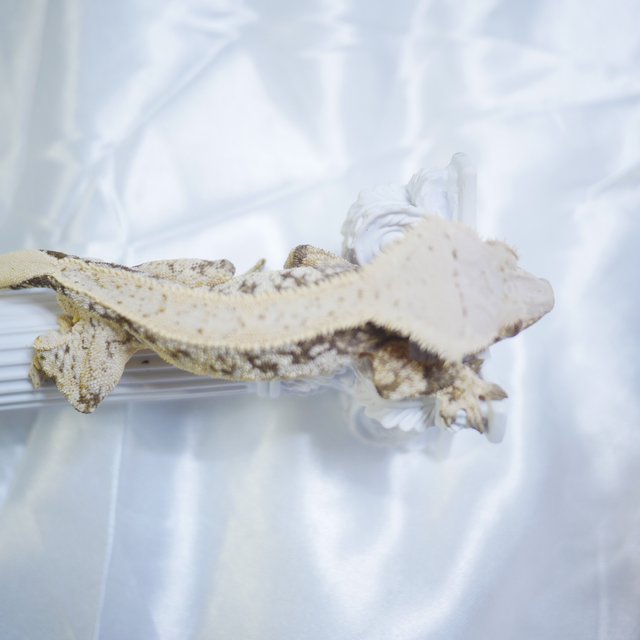 Normal Drippy White Pin