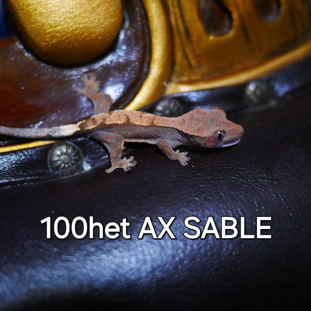 세이블 100%헷아잔틱