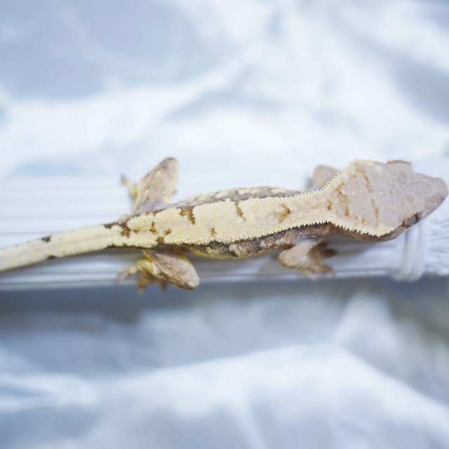 Sable Drippy Tangerine