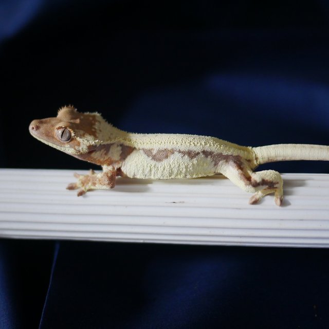 Lilly 100% Het Axanthic LW Sable