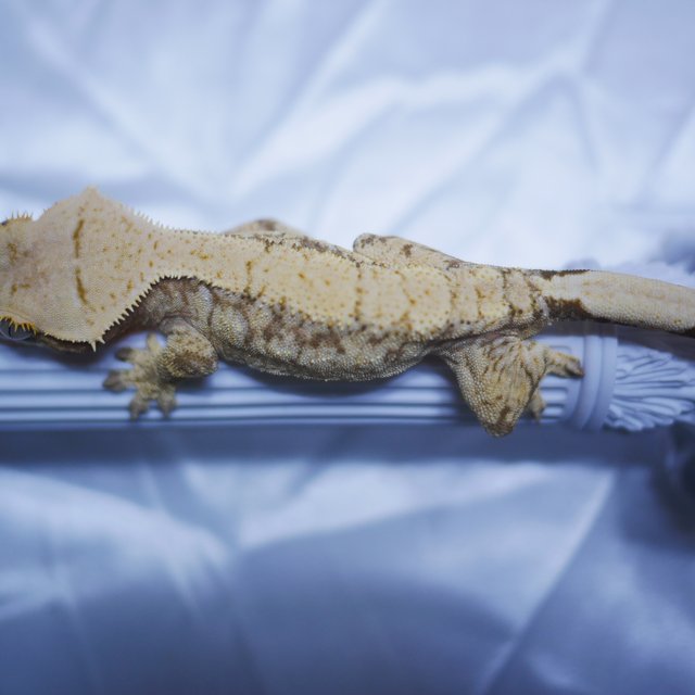 노멀 타이거 쿼드 익스트림할리퀸