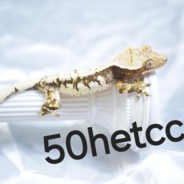 Drippy Extreme Harlequin