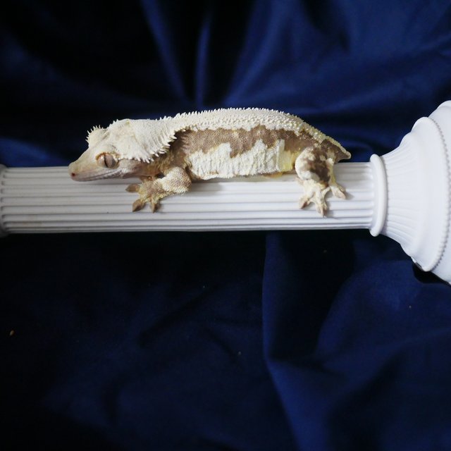 Lilly White