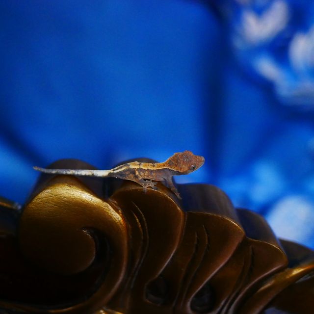 세이블
