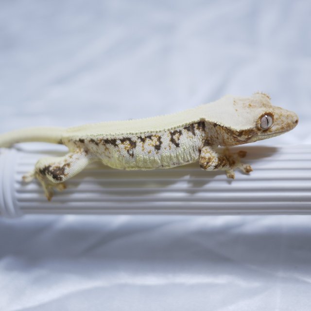 Lilly White Solid Back