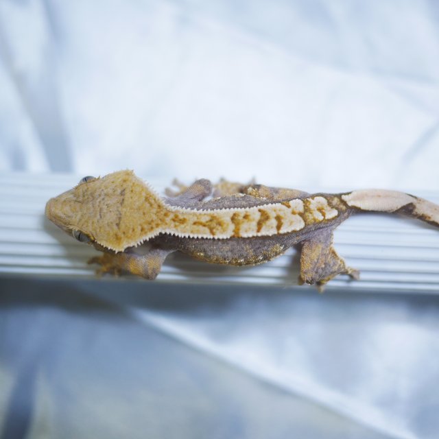 100% Het Axanthic Normal