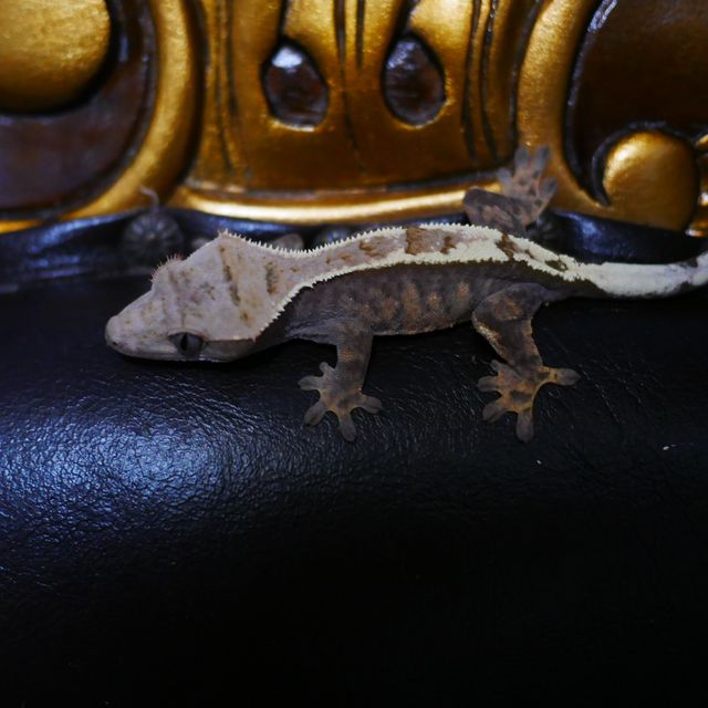 세이블