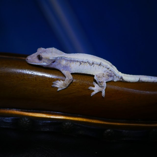 Sable Tri Drippy White Spot