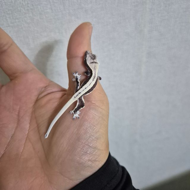 릴잔틱