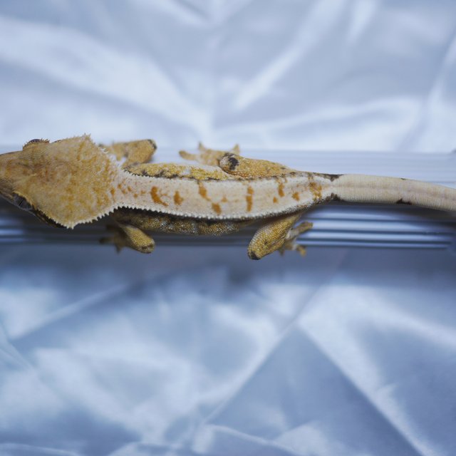 노멀 트라이 드리피