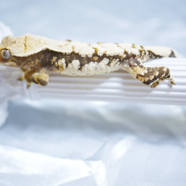 Drippy Extreme Harlequin