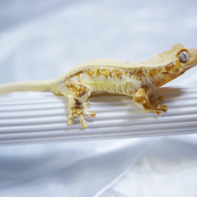 트라이 릴리화이트