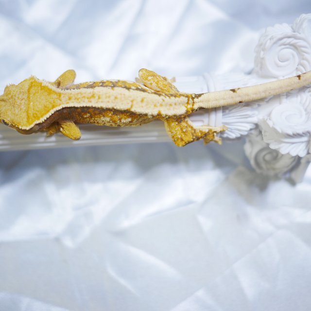 Normal Drippy White Porthole