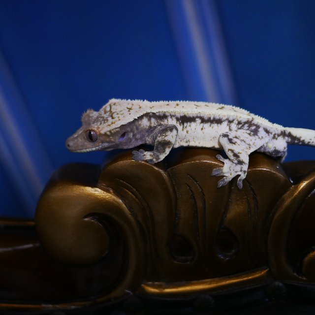 세이블 드리피 화이트스팟 다크