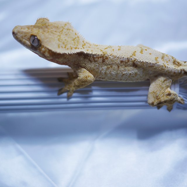 노멀 트라이 타이거