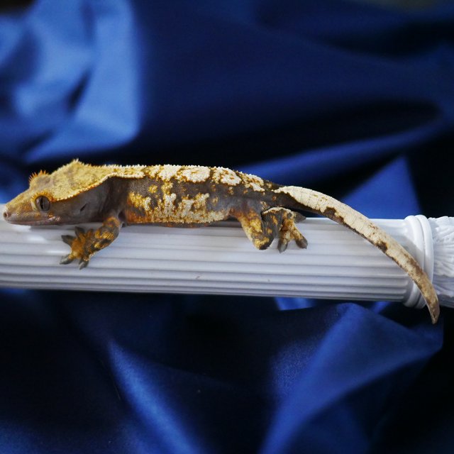 100% Het Axanthic Normal