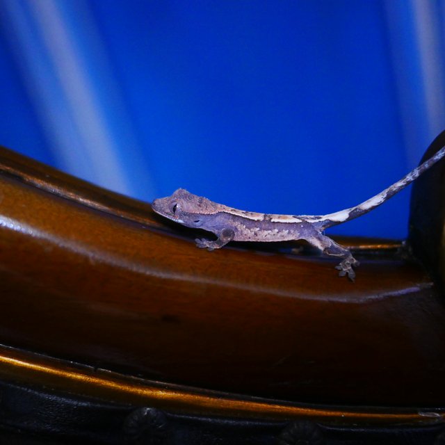 100% Het Chocho Sable