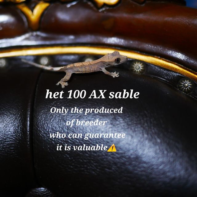 100%헷아잔틱 세이블