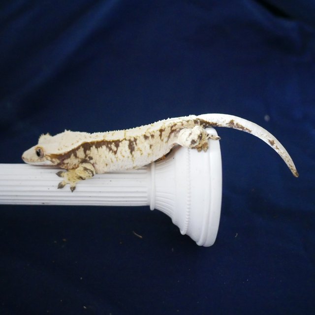 Extreme Harlequin Drippy Tri Normal White Spot